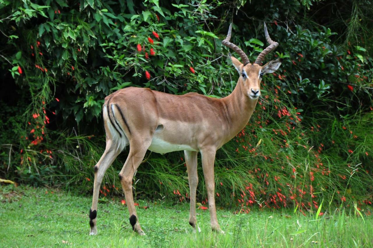 Kruger Park Lodge Unit No. 524 Hazyview Buitenkant foto